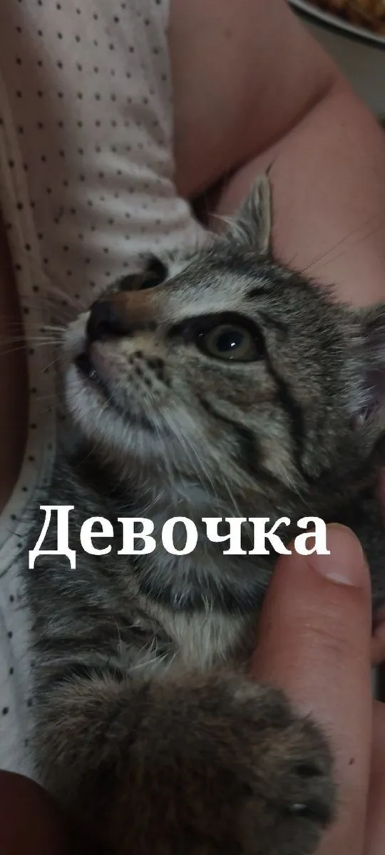 Котят в добрые руки