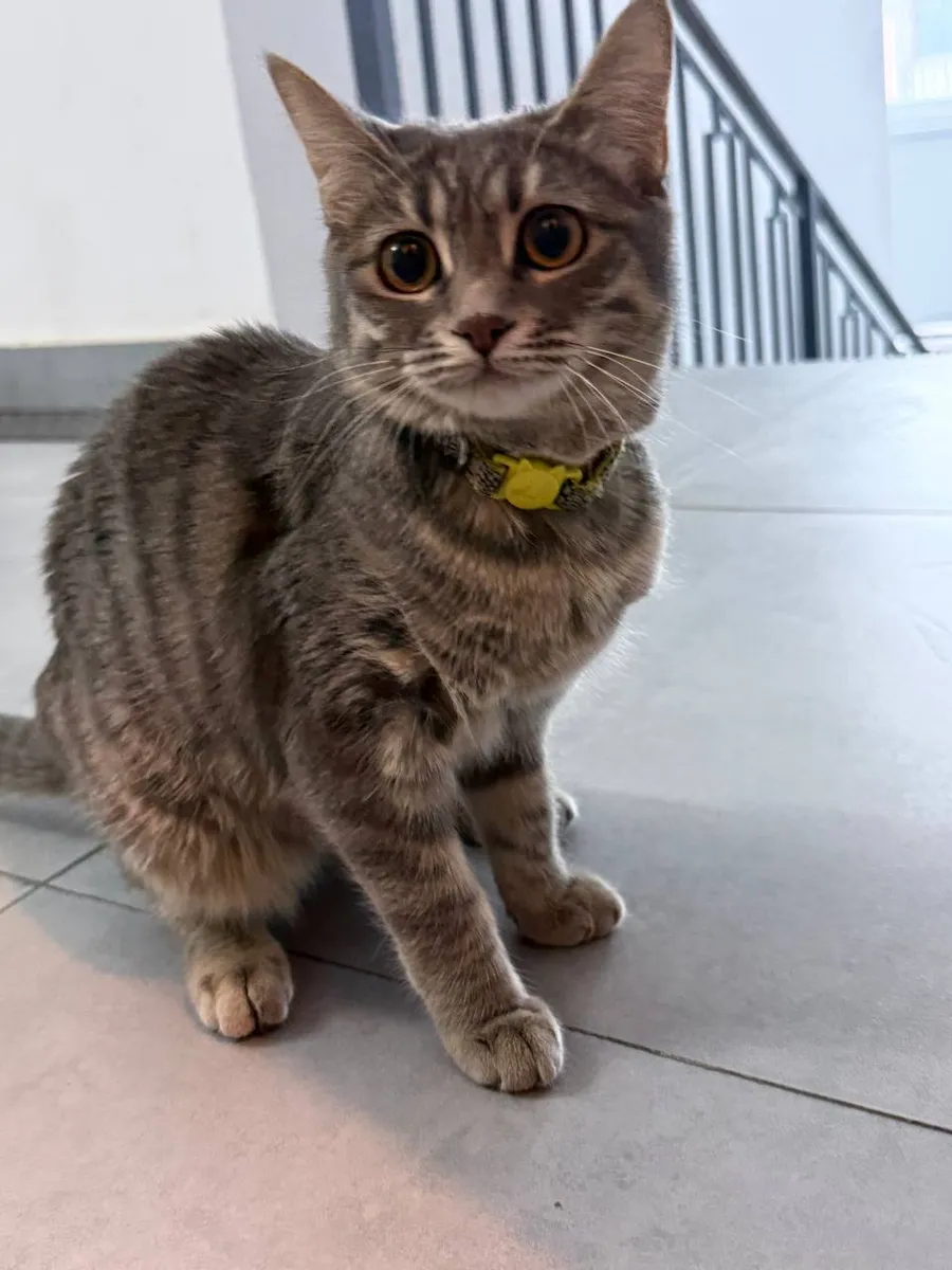 Серый котёнок ищет дом