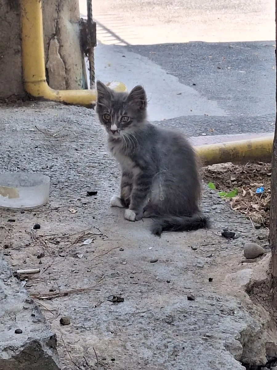 Котенок от уличной кошки