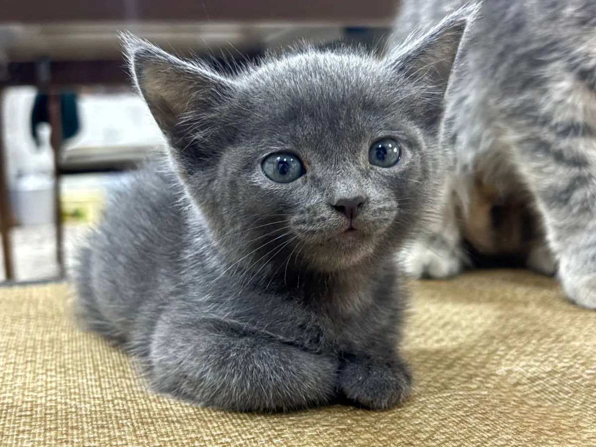 Ласковый серый котёнок