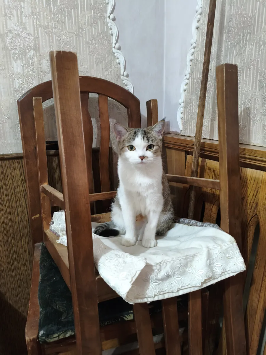 В добрые руки