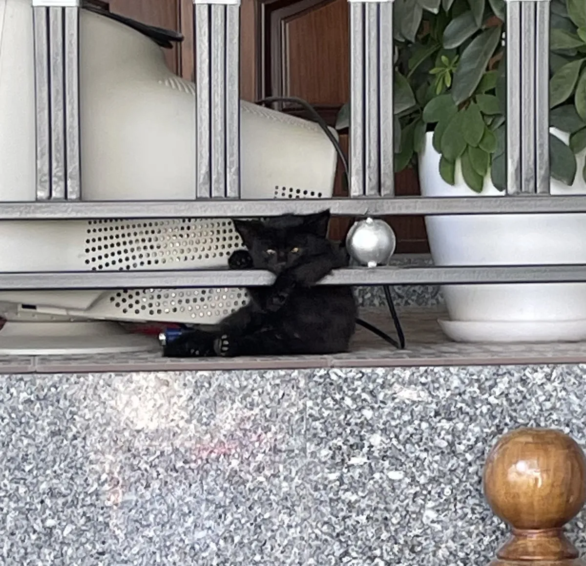 Котенок