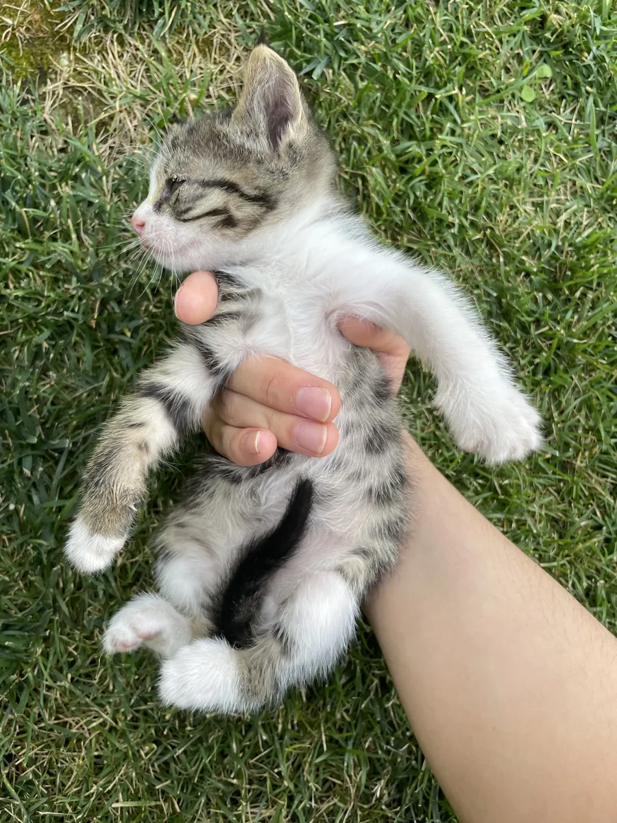 Котенок