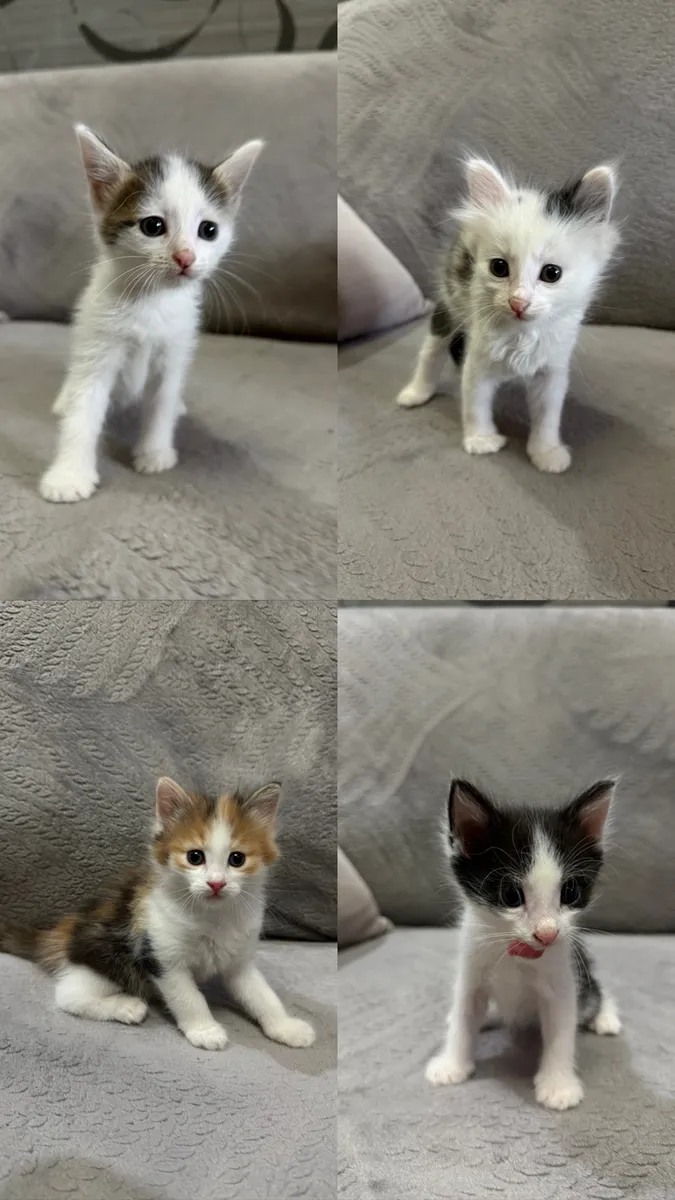 Котята