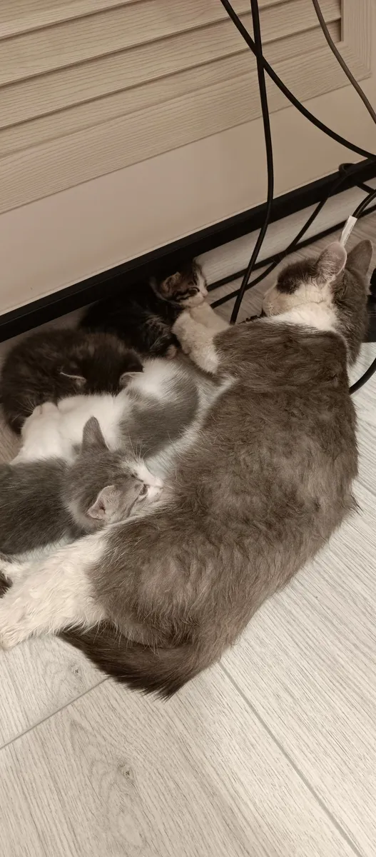 Кошка с котятами